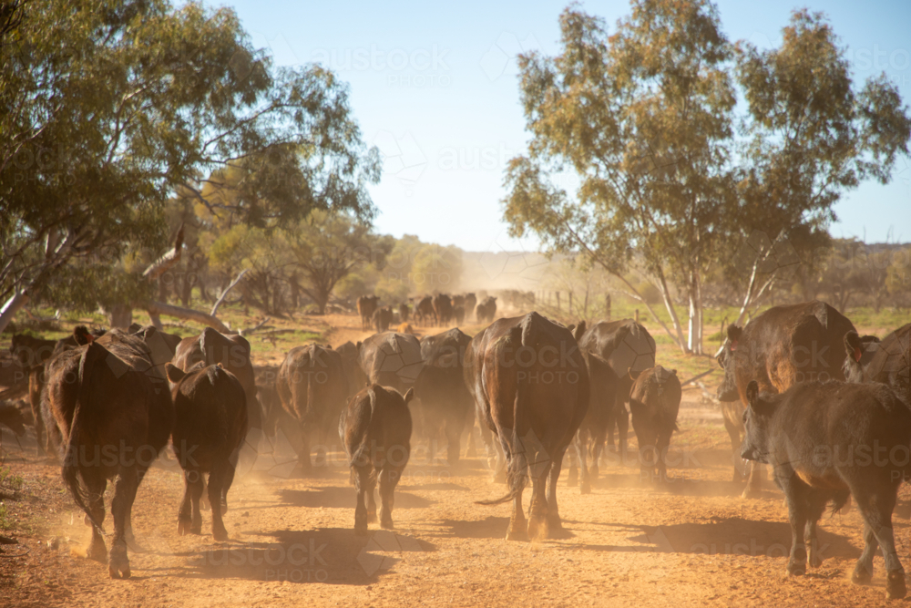 Angus cows and calves walking along a fence, stirring up dust - Australian Stock Image