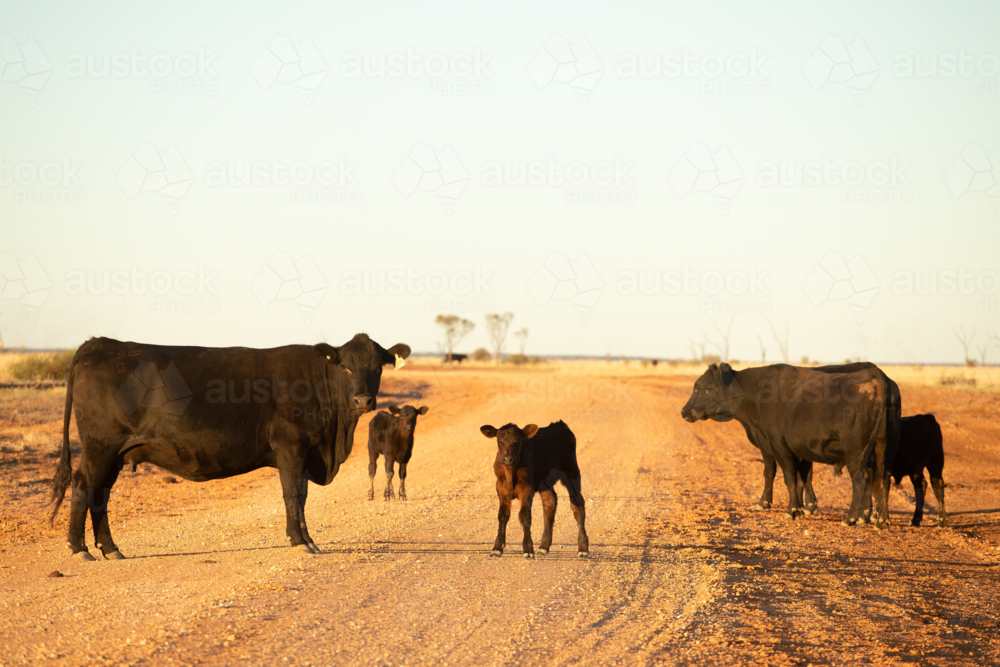 Angus cows, calves and bull on a dirt road - Australian Stock Image