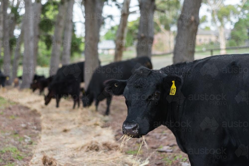 angus cows eating hay - Australian Stock Image