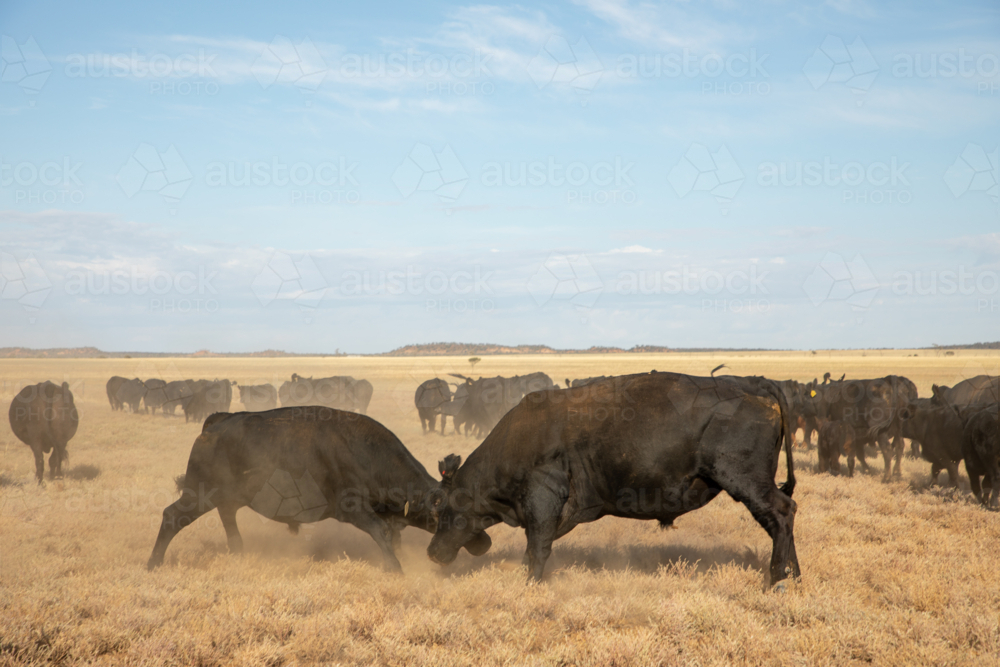 Angus Wagyu bulls fighting - Australian Stock Image