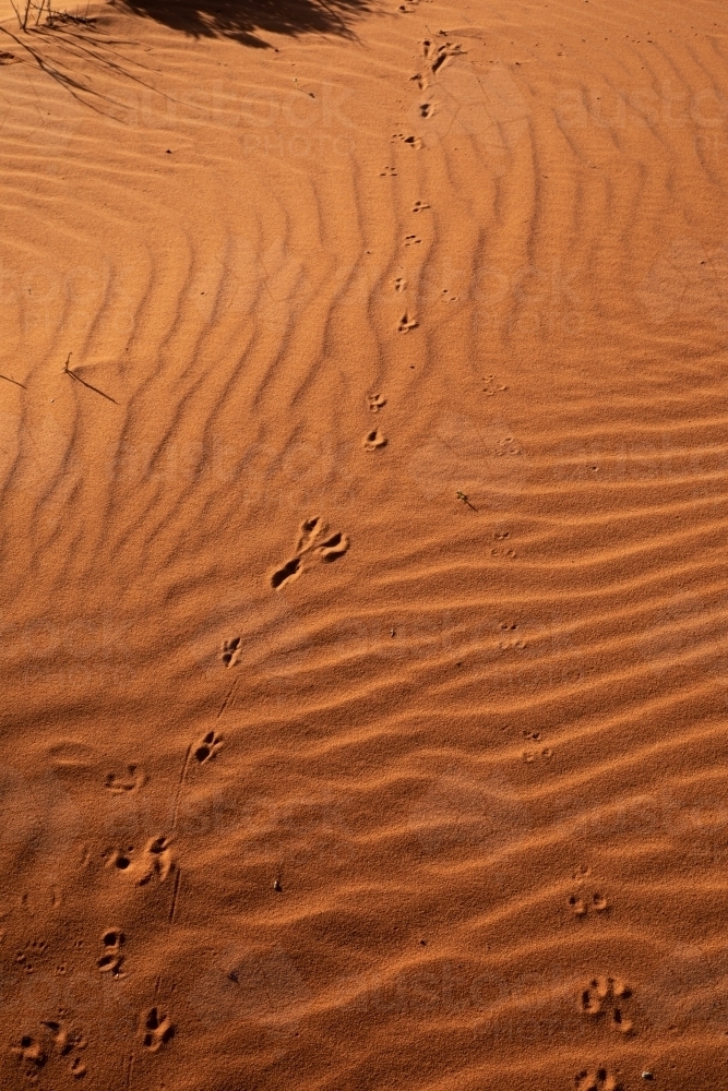 animal tracks in red desert sand - Australian Stock Image