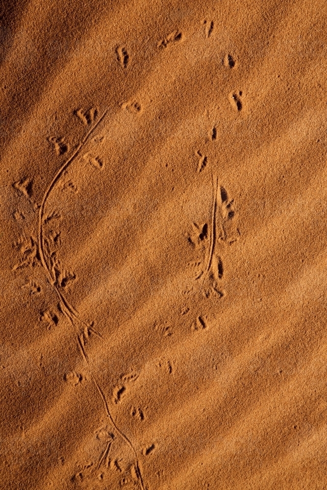 Animal tracks in rippled sand - Australian Stock Image