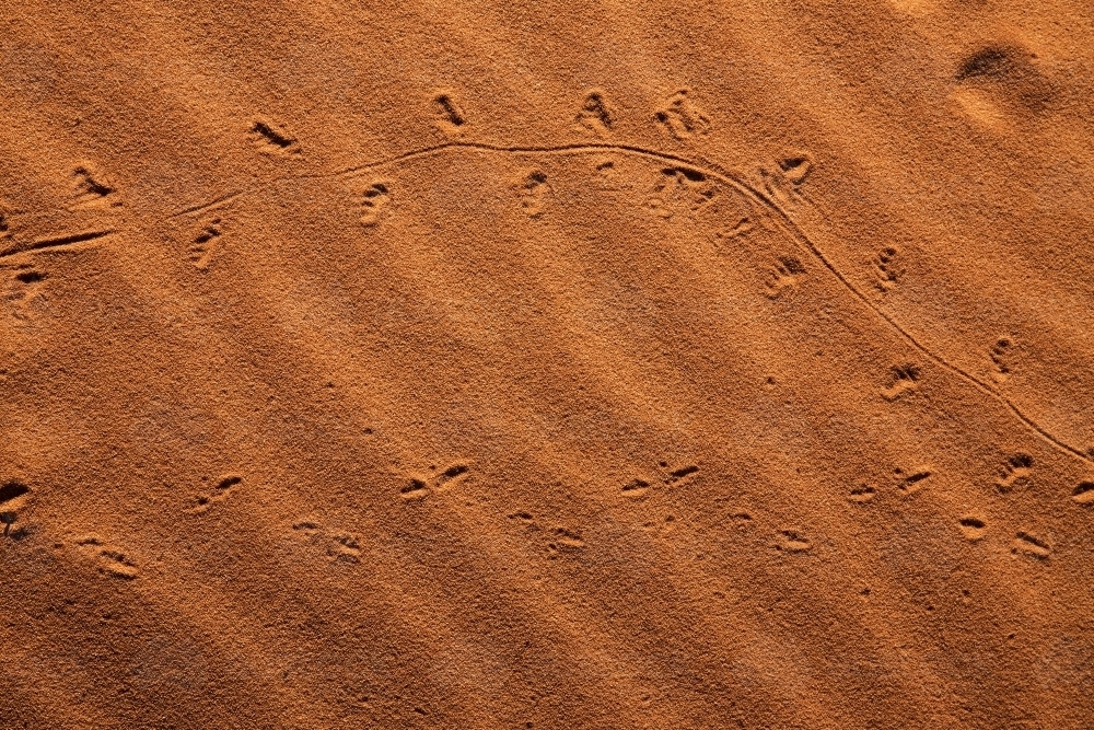 Animal tracks in the sand - Australian Stock Image