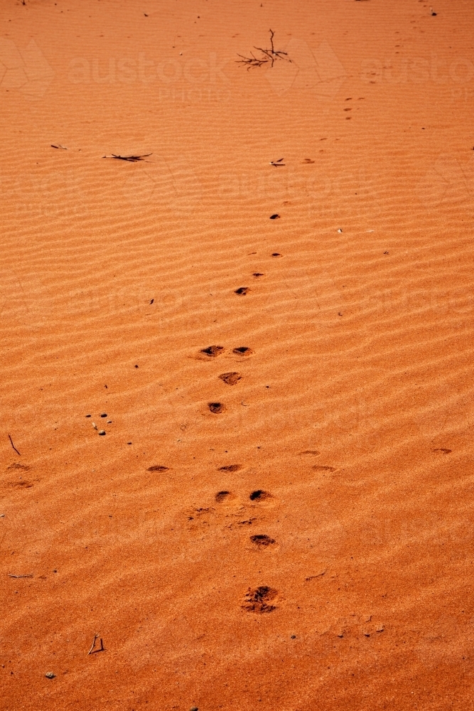 animal tracks through rippled red sand - Australian Stock Image