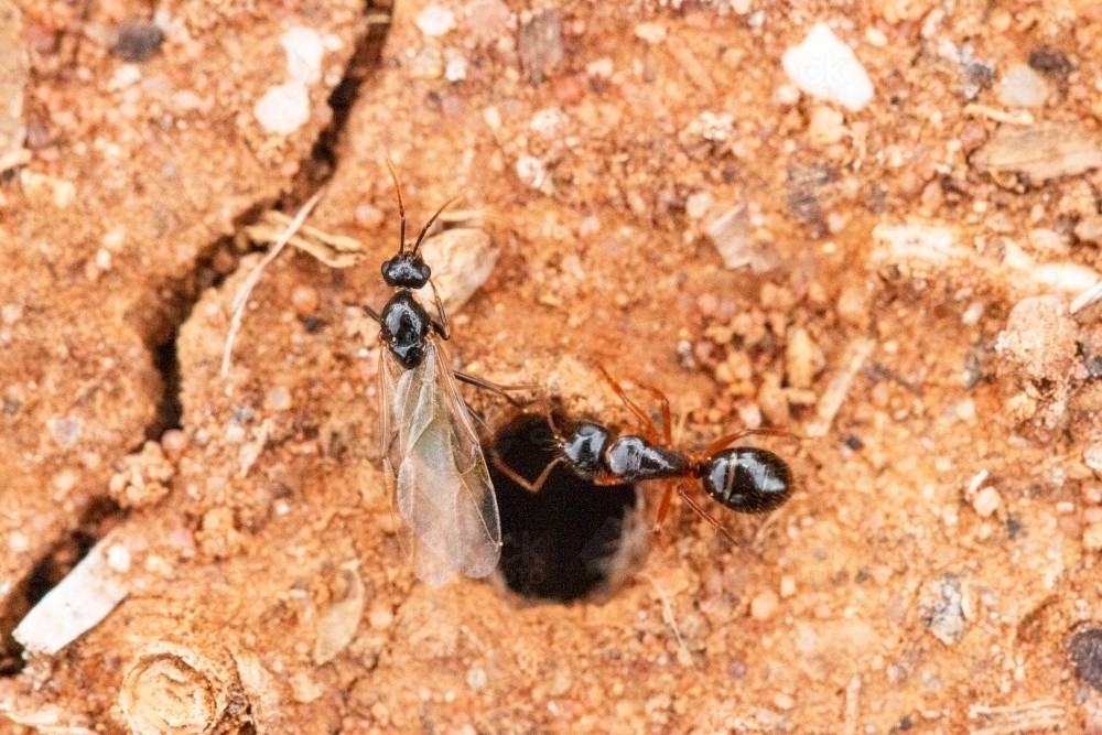 ant and winged ant near hole - Australian Stock Image