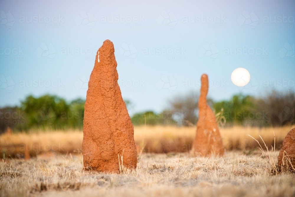Ant hills in the outback with the rising moon behind at sunset - Australian Stock Image