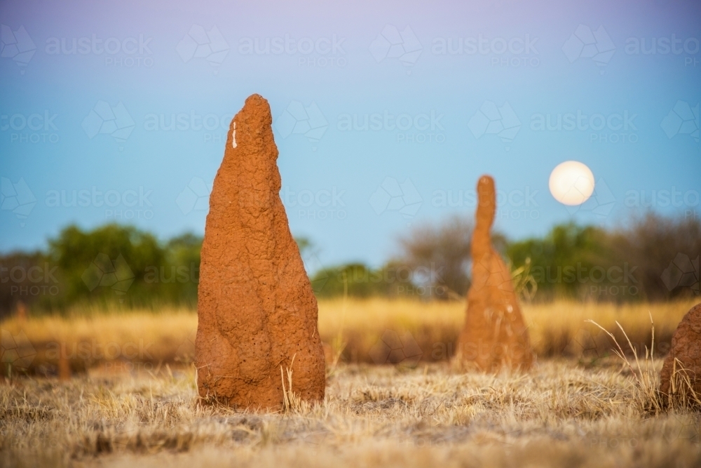 Ant hills with the full moon rising in the background. - Australian Stock Image