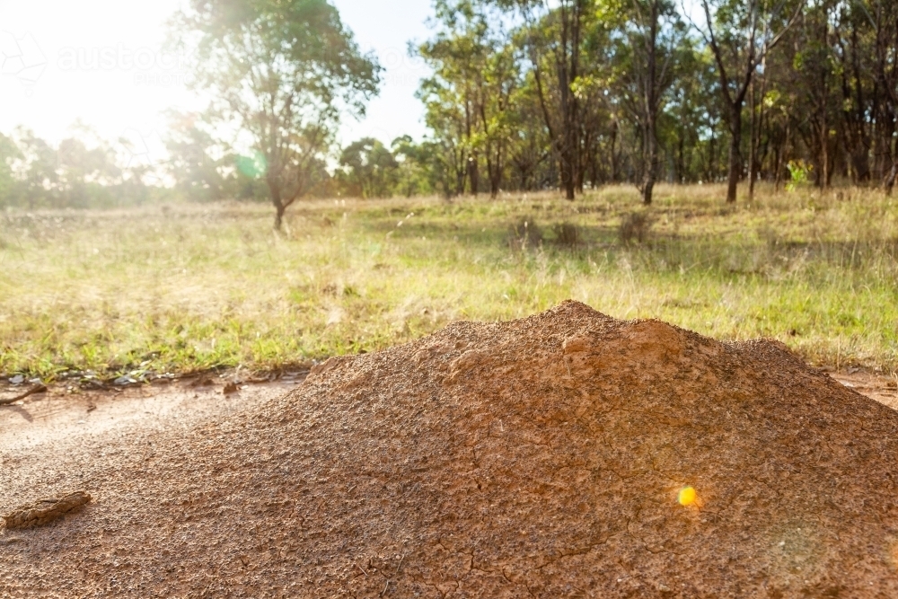 Ant nest with sunlight shining over it - Australian Stock Image