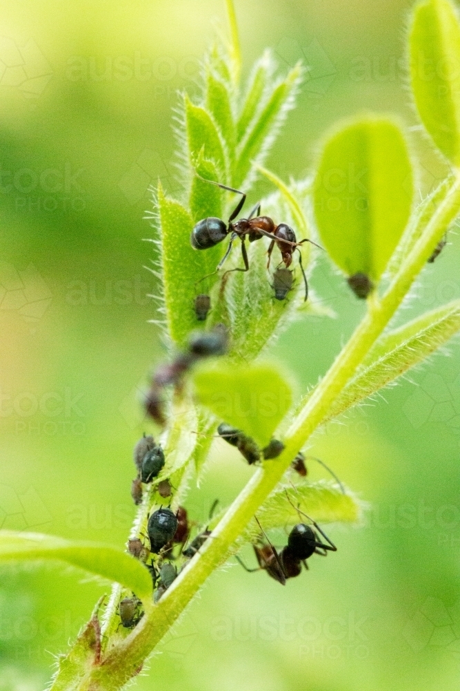 ants and aphids on new growth - Australian Stock Image