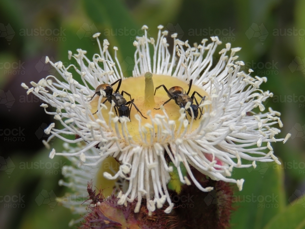 Ants feeding in Angophora hispida flowers - Australian Stock Image