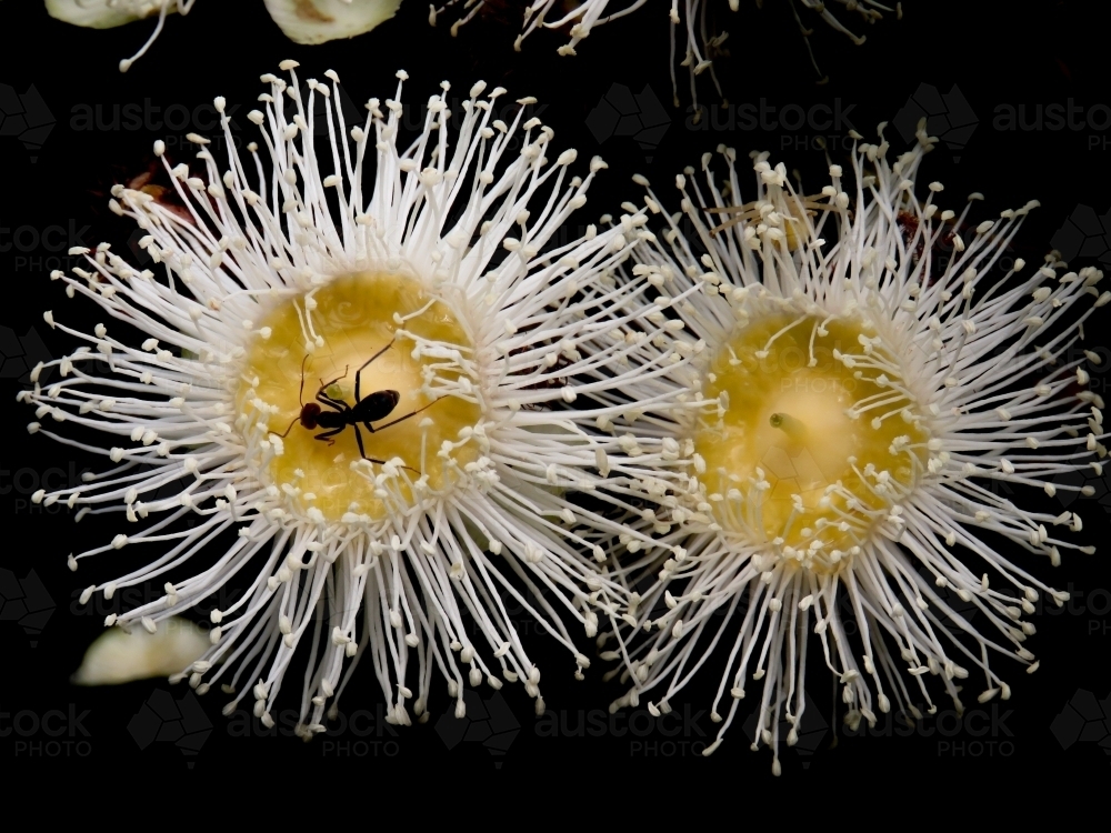 Ants feeding in Angophora hispida flowers - Australian Stock Image