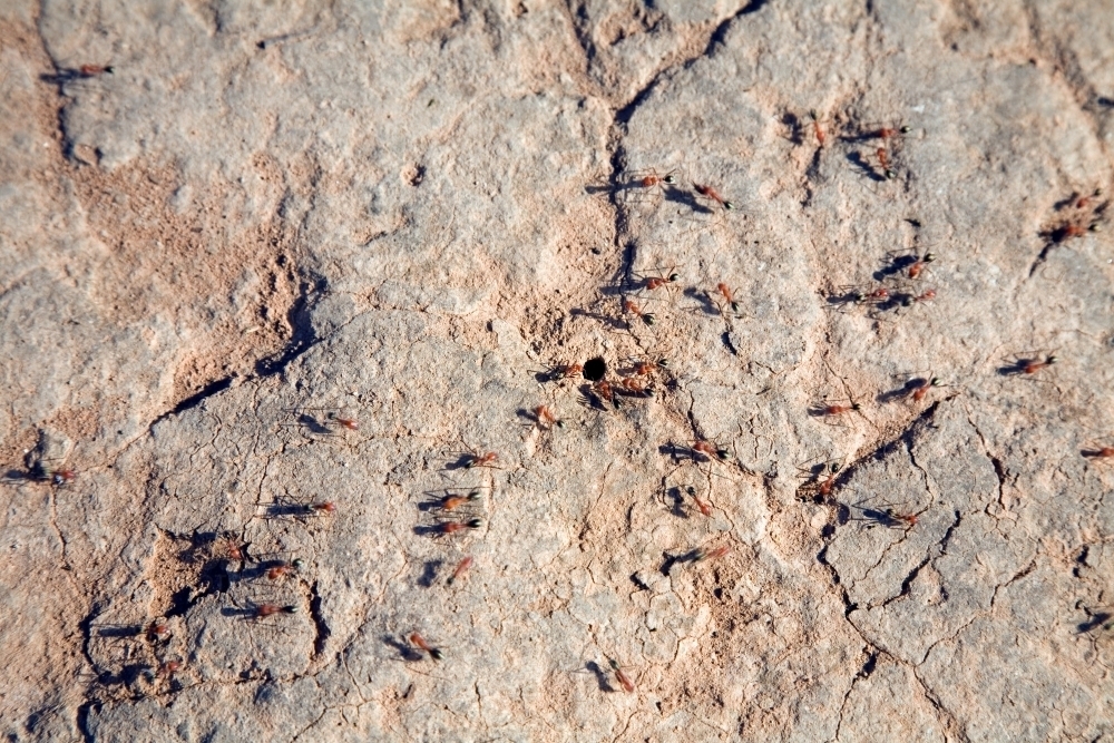 Ants on cracked dry land - Australian Stock Image