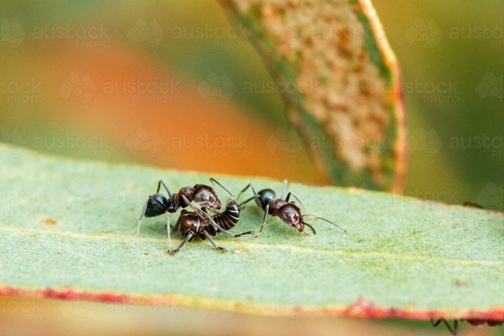 ants with leafhopper nymph - Australian Stock Image