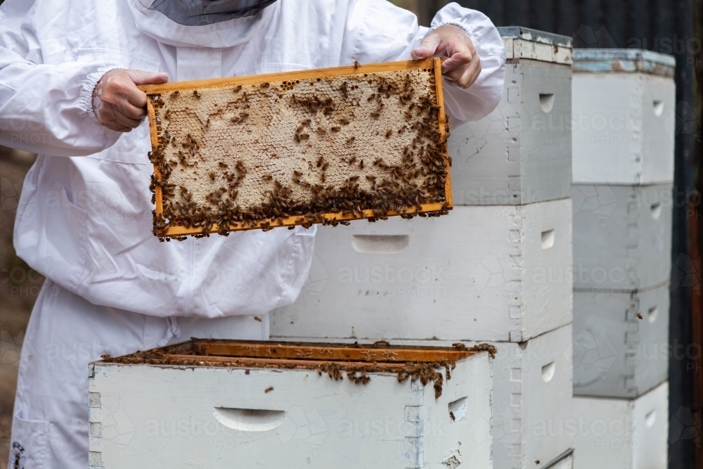 Apiarist harvesting frames of honey from beehive Super - Australian Stock Image