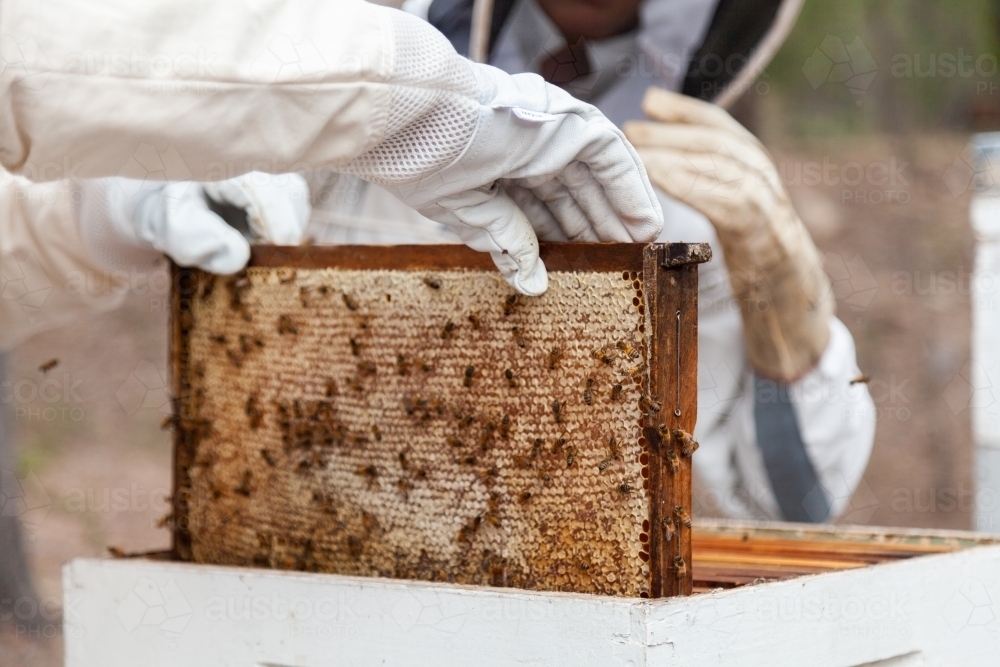 Apiarist harvesting frames of honey from beehive Super - Australian Stock Image