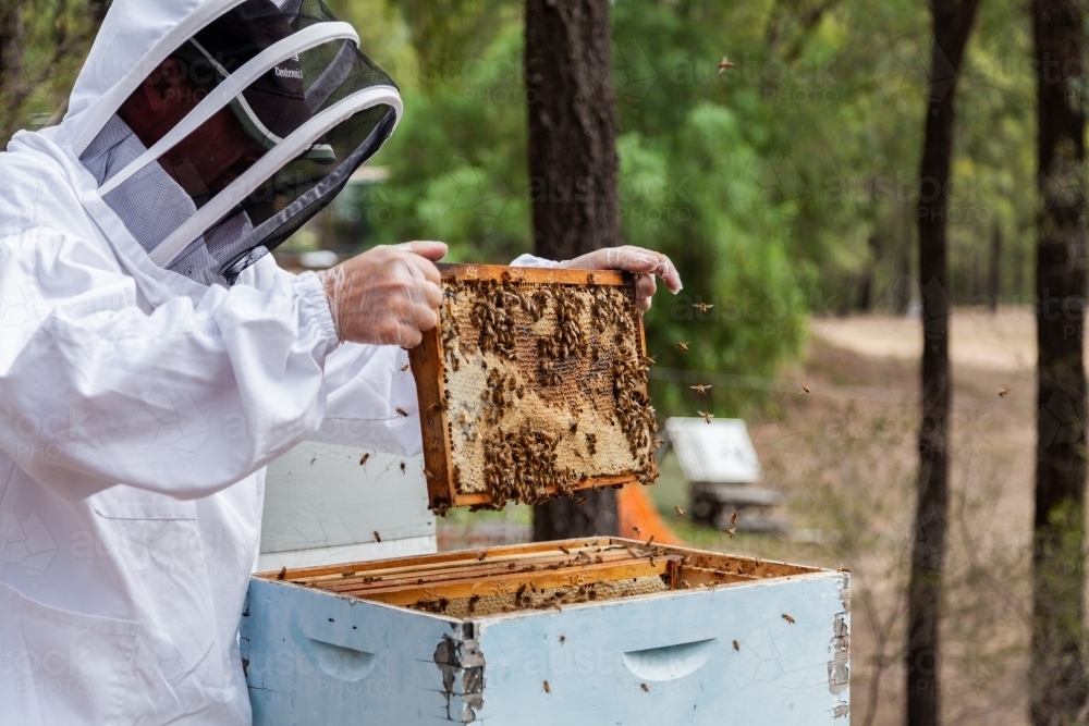 Apiculturist shaking bees from frame on honeycomb - Australian Stock Image