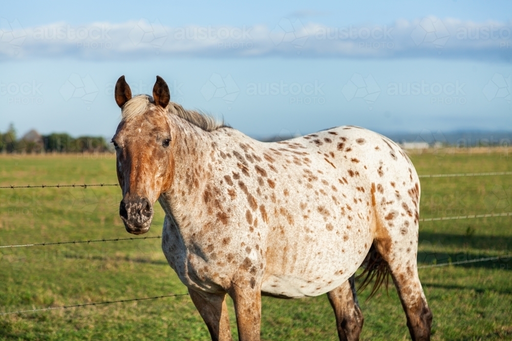 Appaloosa mare in paddock on farm - Australian Stock Image