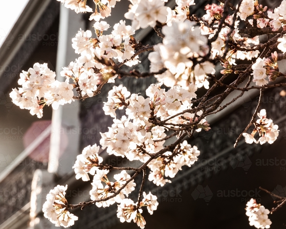 Apple blossom - Australian Stock Image