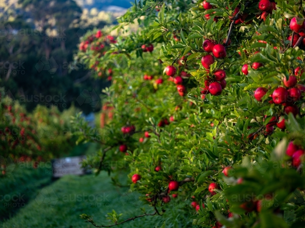 Image of Apple trees loaded with shiny red fruit ripe for harvest ...