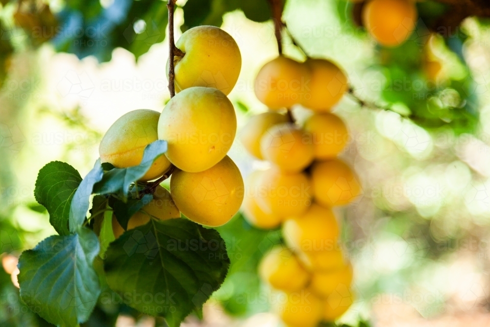 Apricot Orchard with ripe fruit on tree - Australian Stock Image