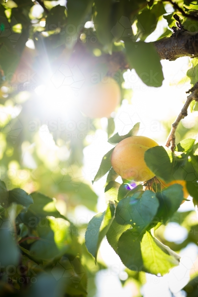 Apricots backlit by sun - Australian Stock Image