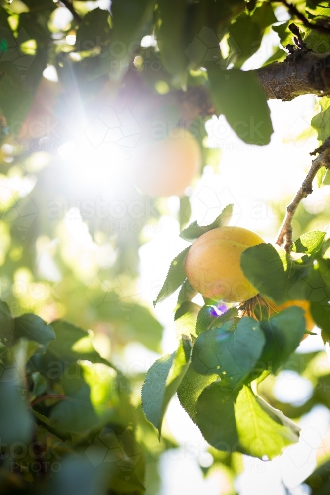 Apricots backlit by sun - Australian Stock Image
