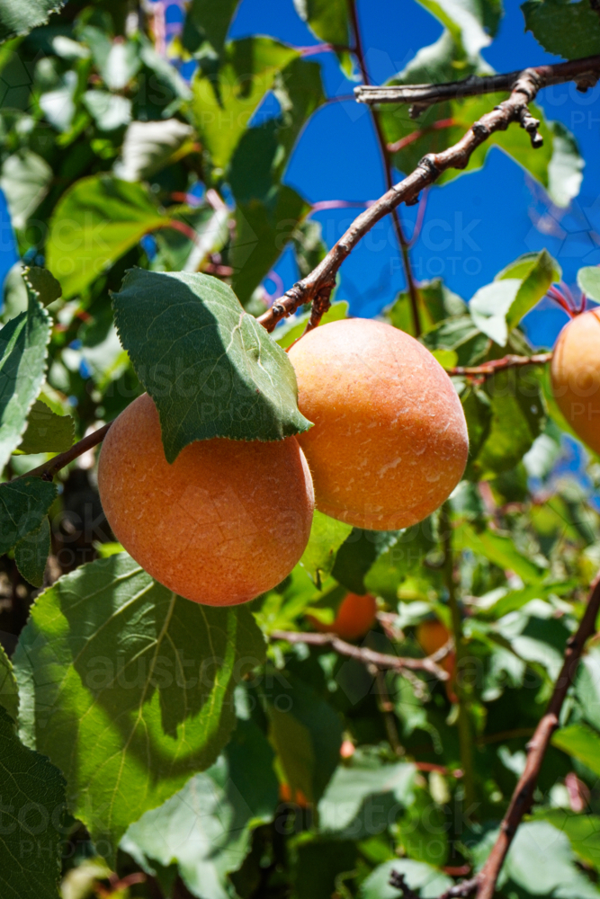 Apricots on a tree - Australian Stock Image