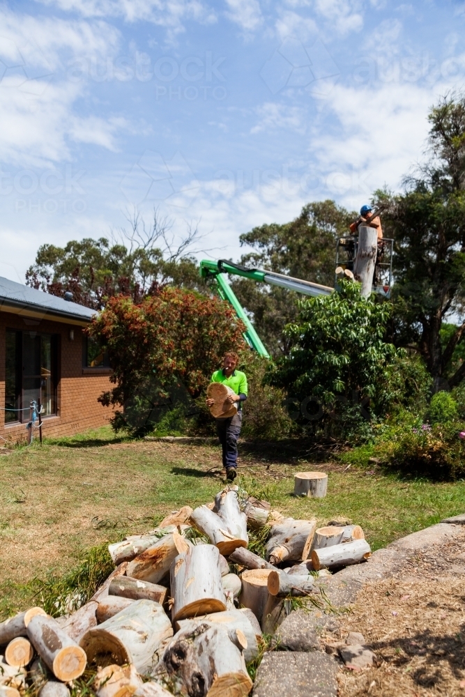 Image of Arborist and workman felling tree and carrying logs of wood to ...