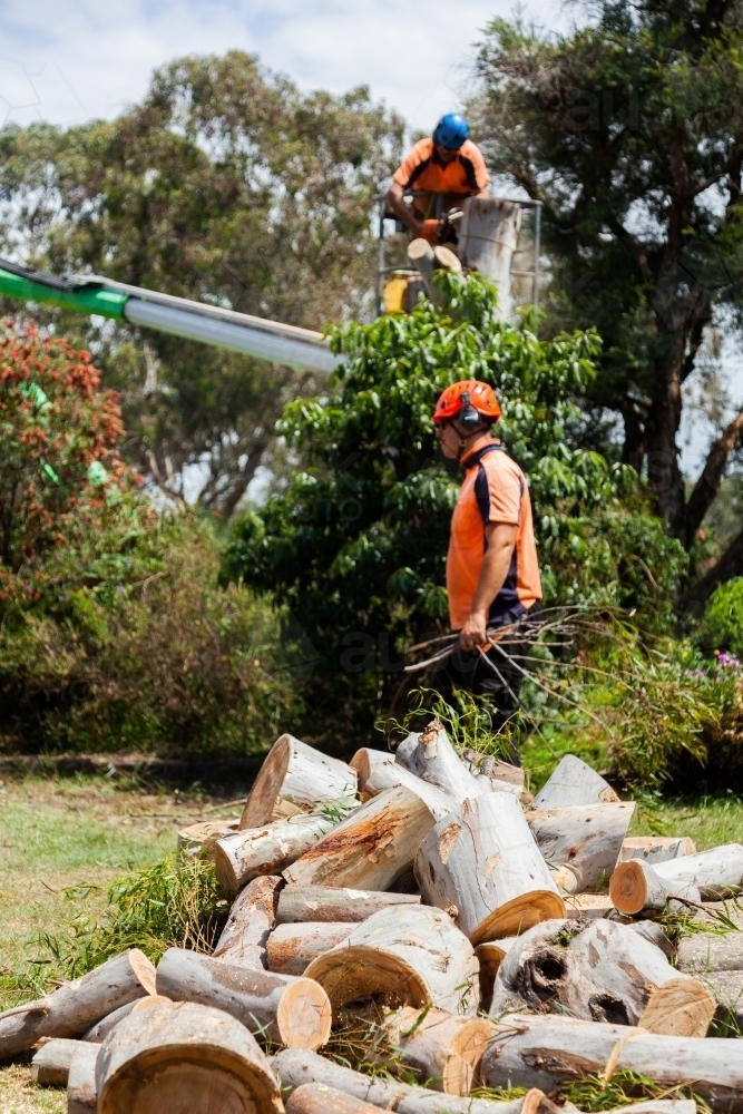 Arborist and workman felling tree and carrying logs of wood to pile - Australian Stock Image