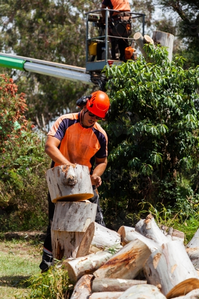 Image of Arborist and workman felling tree and carrying logs of wood to ...