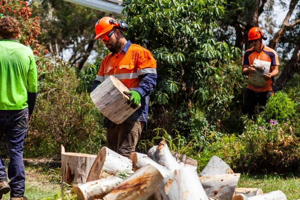 Image of Arborist and workman felling tree and carrying logs of wood to ...