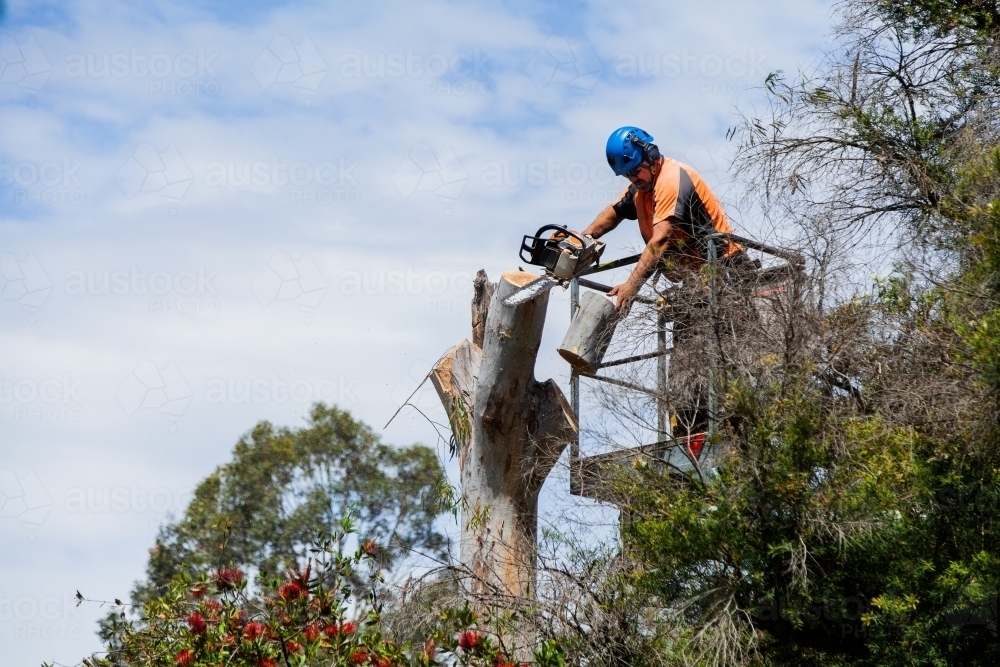 Image of Arborist chainsawing down a dying gum tree into firewood