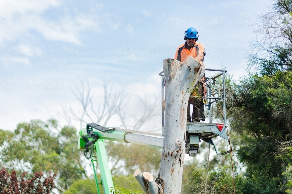 Image of Arborist chainsawing down a dying gum tree into firewood