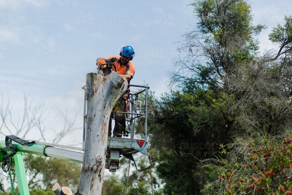 Image of Arborist chainsawing down a dying gum tree into firewood