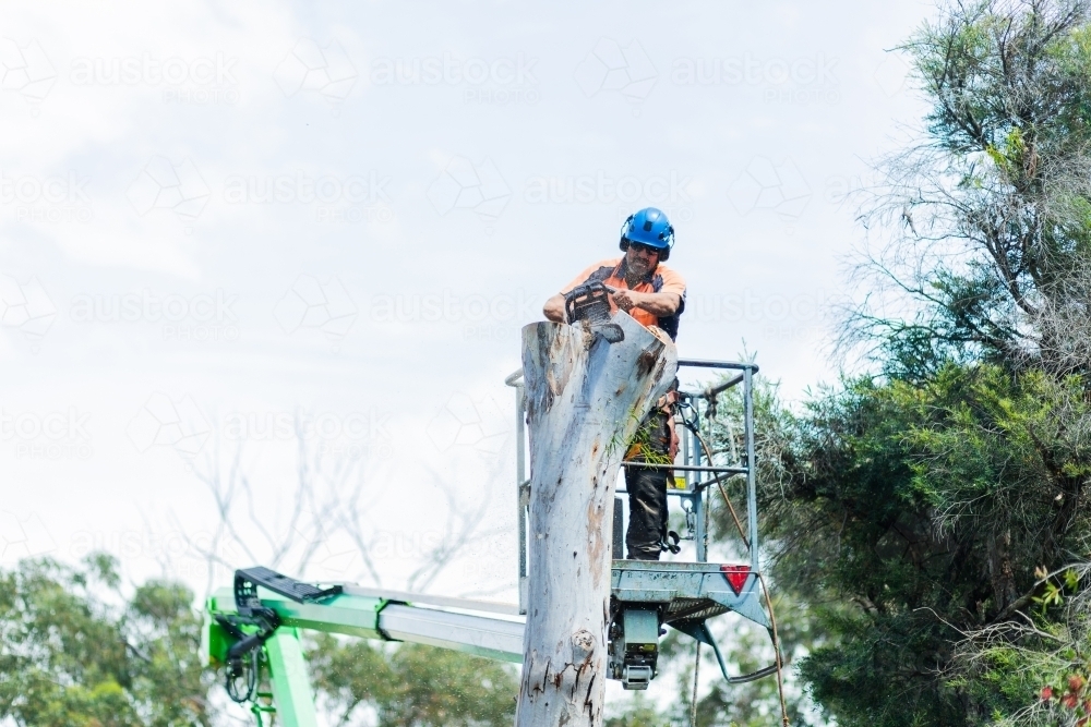 Image of Arborist chainsawing down a dying gum tree into firewood