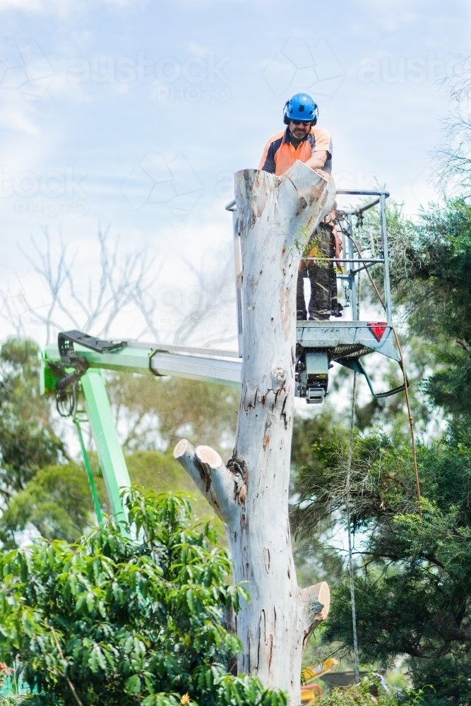 Image of Arborist chainsawing down a dying gum tree into firewood