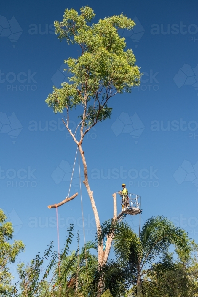 Arborist chopping large gum tree - Australian Stock Image