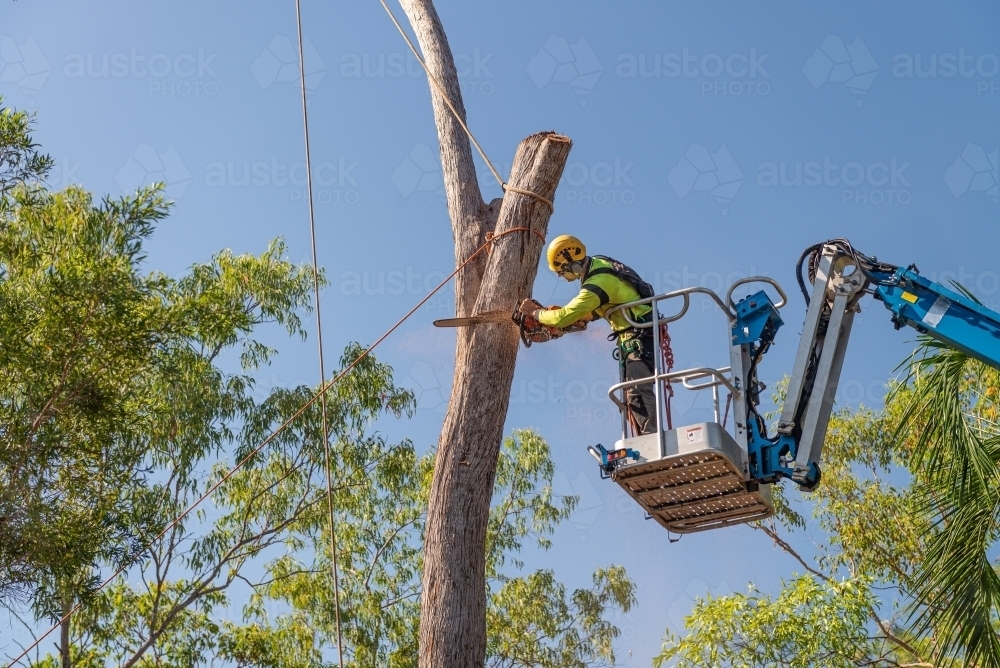 Arborist chopping tree from a cherry picker lift - Australian Stock Image