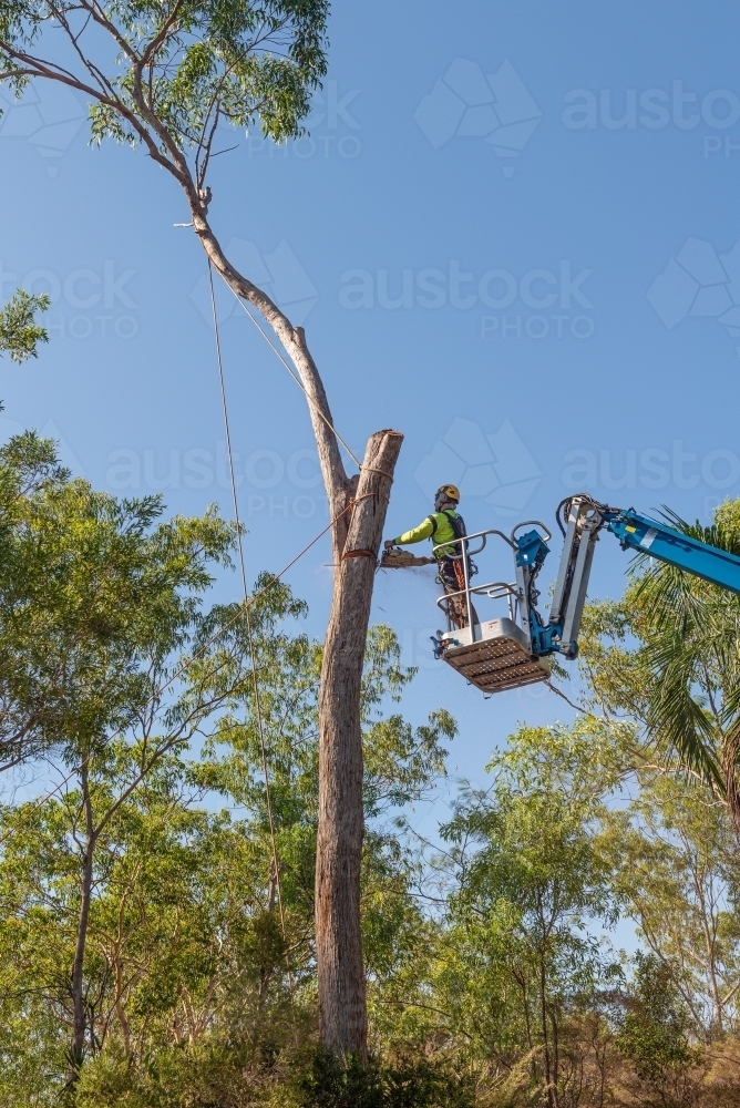Arborist chopping tree from a cherry picker lift - Australian Stock Image