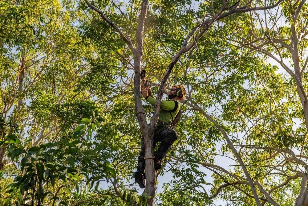 Image of Arborist chopping trees - Austockphoto