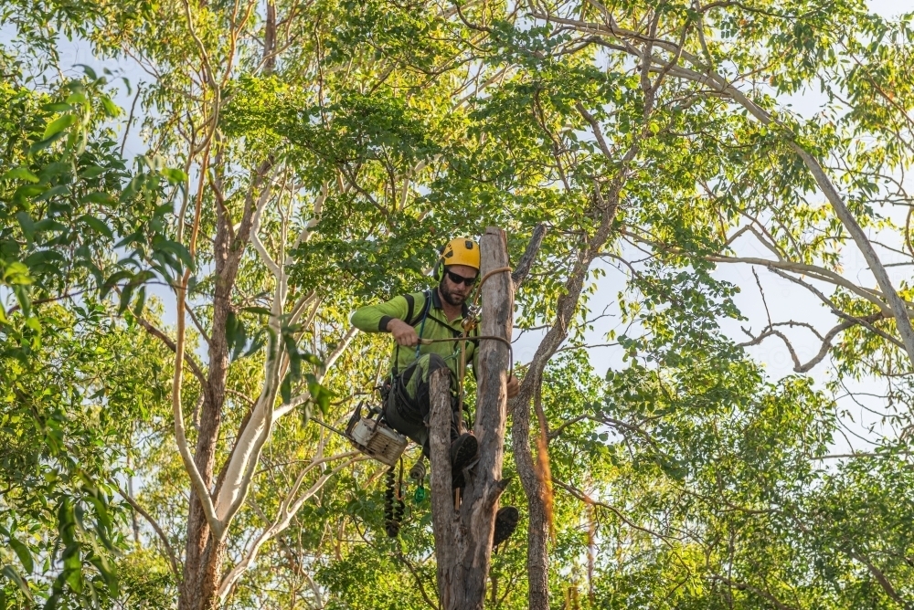 Arborist chopping trees - Australian Stock Image