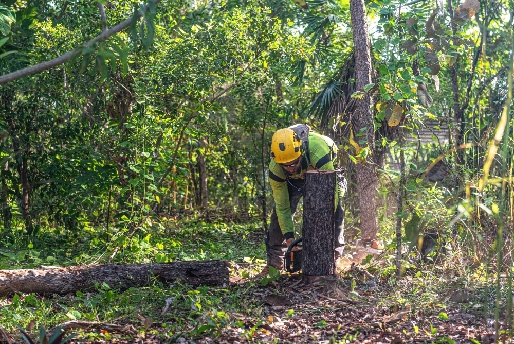 Image of Arborist chopping trees - Austockphoto