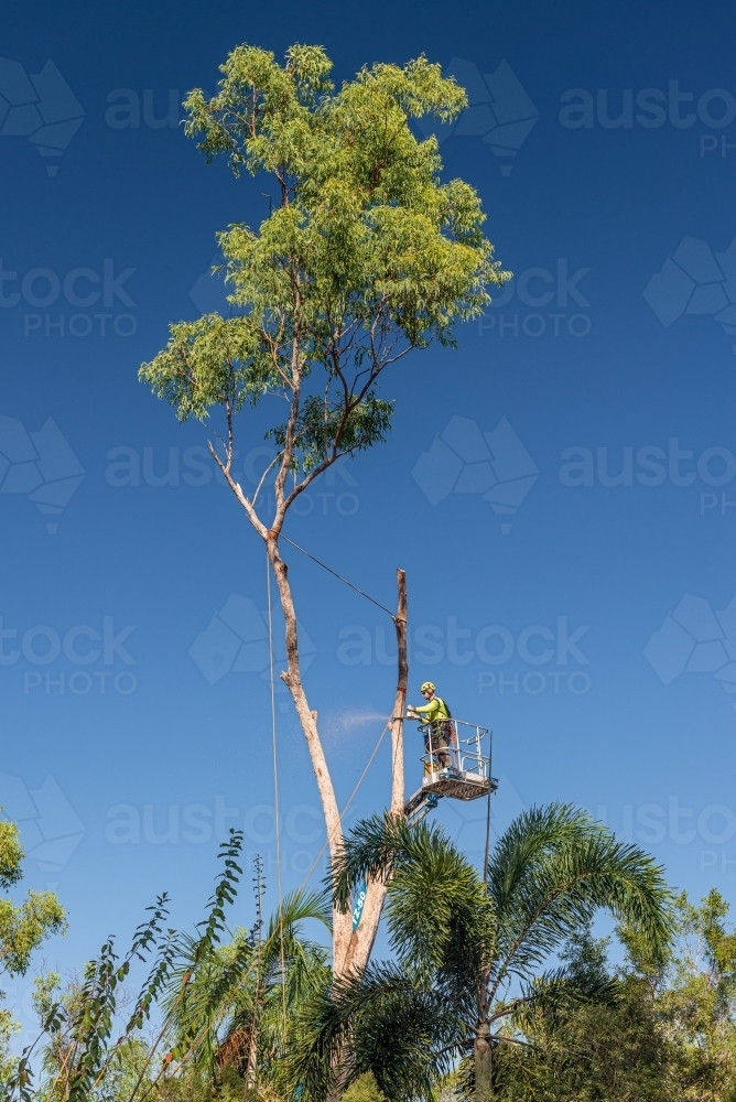 Arborist felling tree from a cherry picker lift - Australian Stock Image