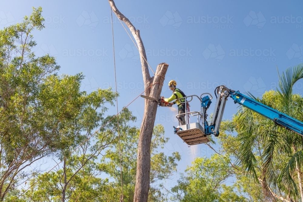 Arborist felling tree from a cherry picker lift with chainsaw - Australian Stock Image