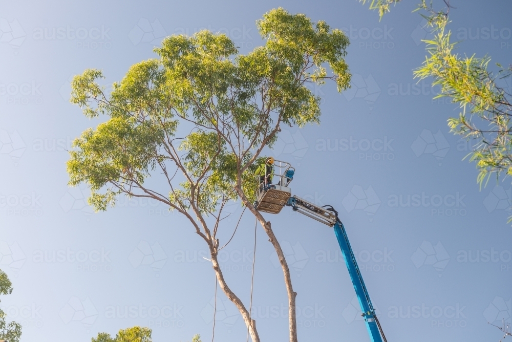 Arborist on cherry picker removing branches from tree - Australian Stock Image