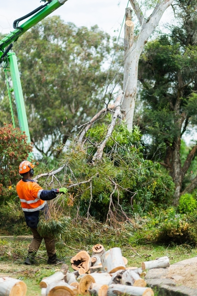 Image of Arborist removing branches off dying gum tree safely wearing