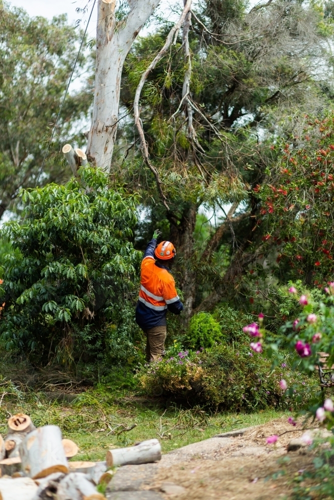 Image of Arborist removing branches off dying gum tree safely wearing