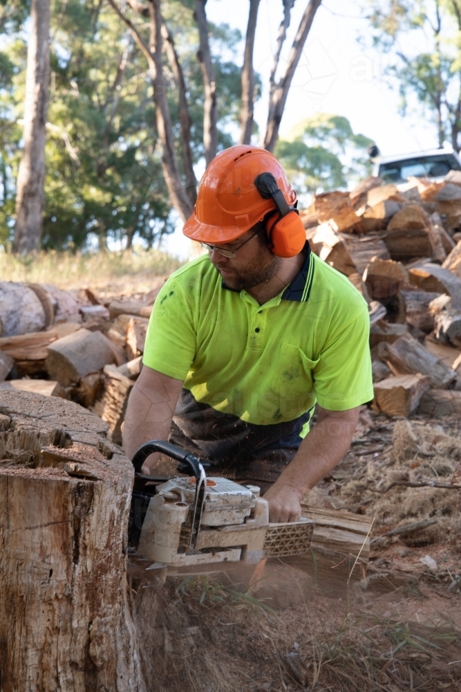 Image of Arborist removing tree stump Austockphoto