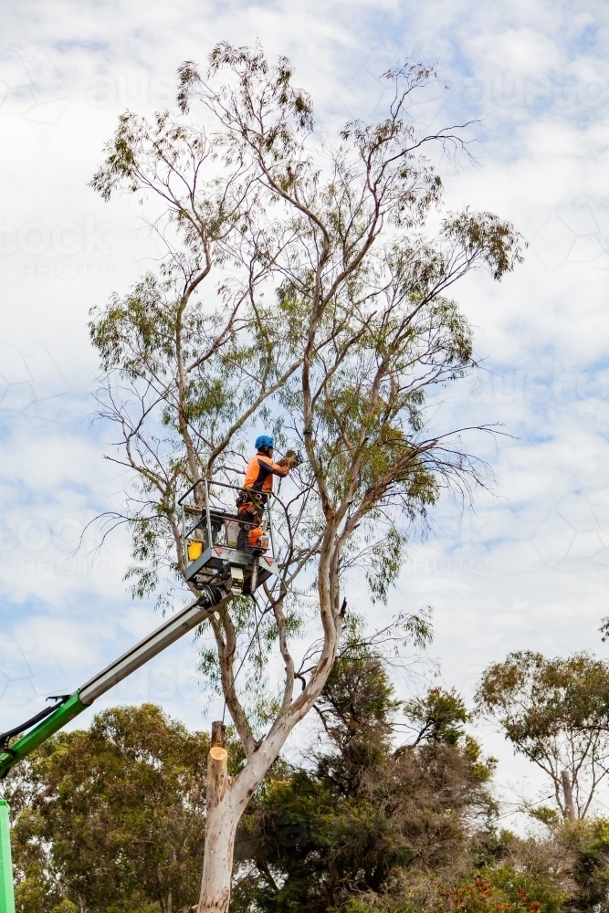Arborist up a cherry picker, lopping a tree that is a safety hazard - Australian Stock Image