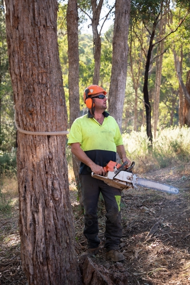 Arborist with chainsaw - Australian Stock Image